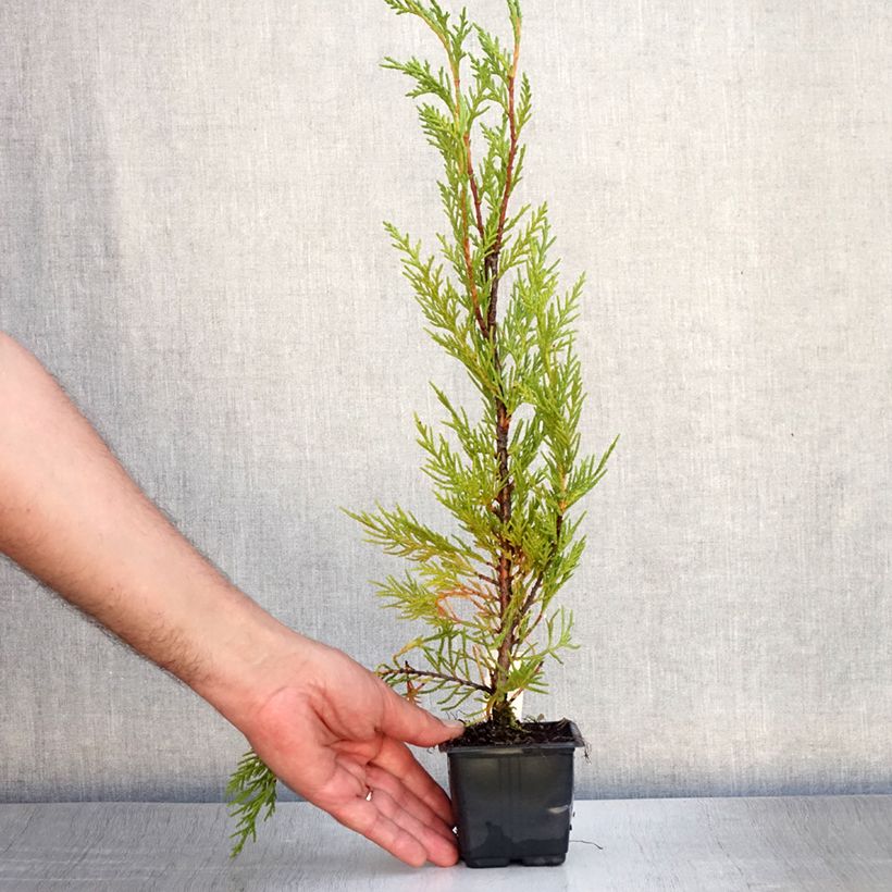 Amostra de Cupressocyparis leylandii 2001 Vaso de 8/9 cm tal como entregue no verão