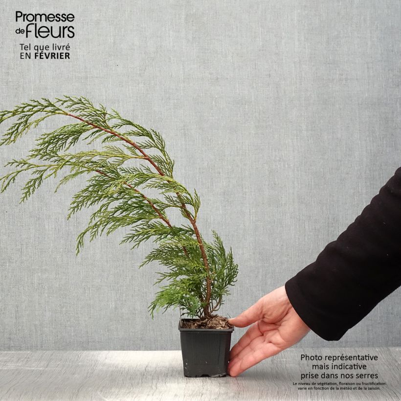 Amostra de Cupressocyparis leylandii 2001 Vaso de 8/9 cm tal como entregue no inverno