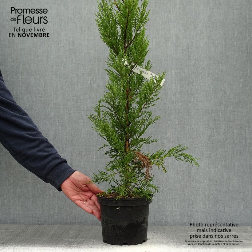 Amostra de Cupressocyparis leylandii 2001 Vaso de 2 L/3 L tal como entregue no outono