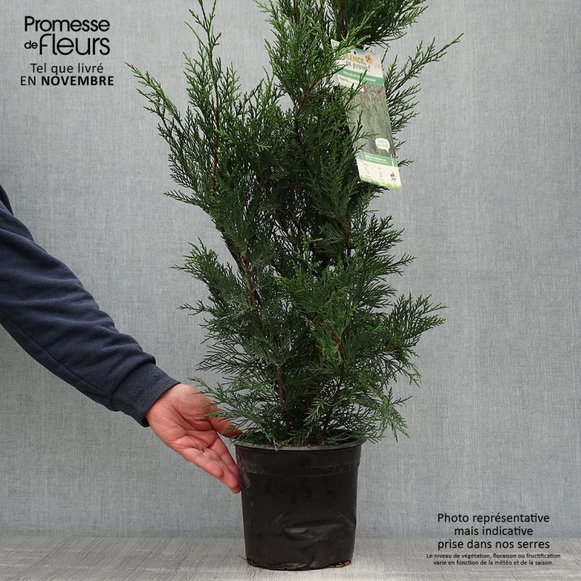 Amostra de Cupressocyparis leylandii 2001 Vaso de 4 L/5 L tal como entregue no outono