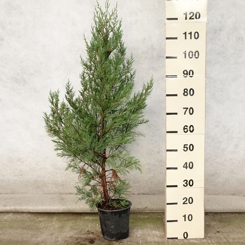 Amostra de Cupressocyparis leylandii 2001 Vaso de 4 L/5 L tal como entregue no verão