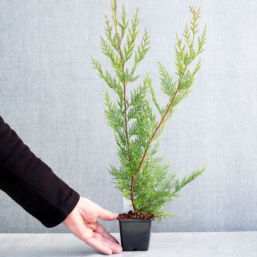 Amostra de Cipreste-de-Leyland Oger - Cupressocyparis × leylandii Vaso de 8/9 cm tal como entregue no inverno