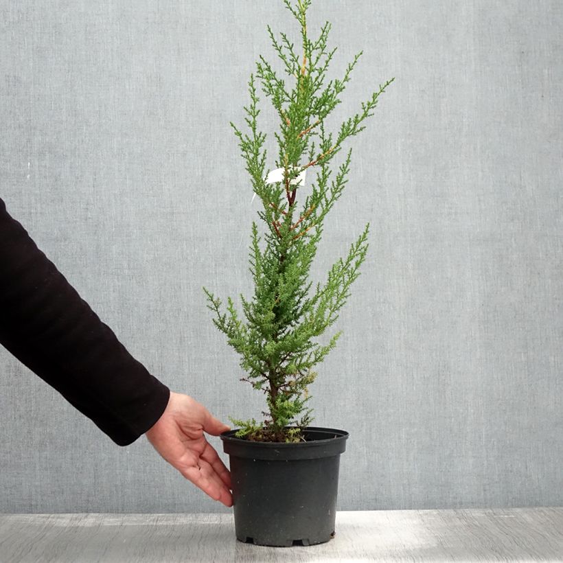Amostra de Cupressus macrocarpa Vaso de 2 L/3 L tal como entregue no outono