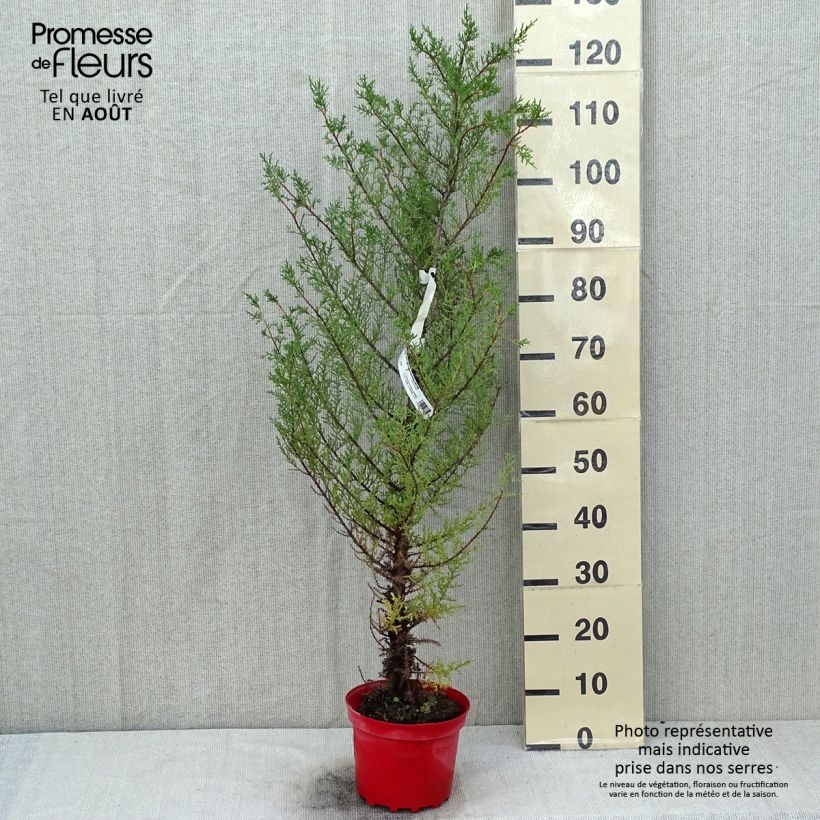 Amostra de Cupressus macrocarpa Vaso de 2 L/3 L tal como entregue no verão