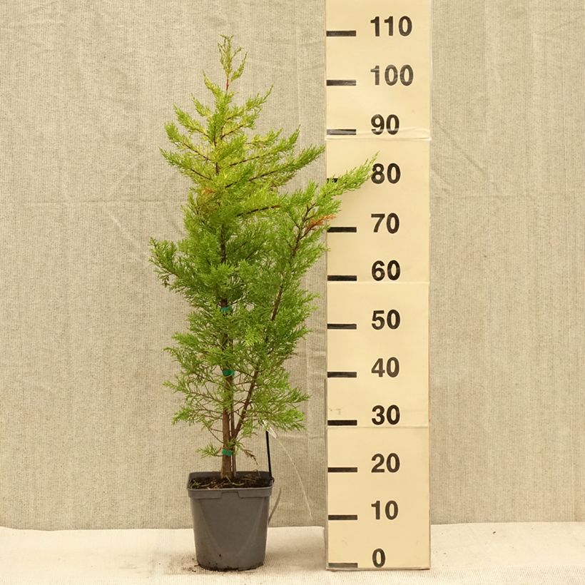 Amostra de Cupressus macrocarpa Goldcrest Vaso de 4 L/5 L tal como entregue no outono