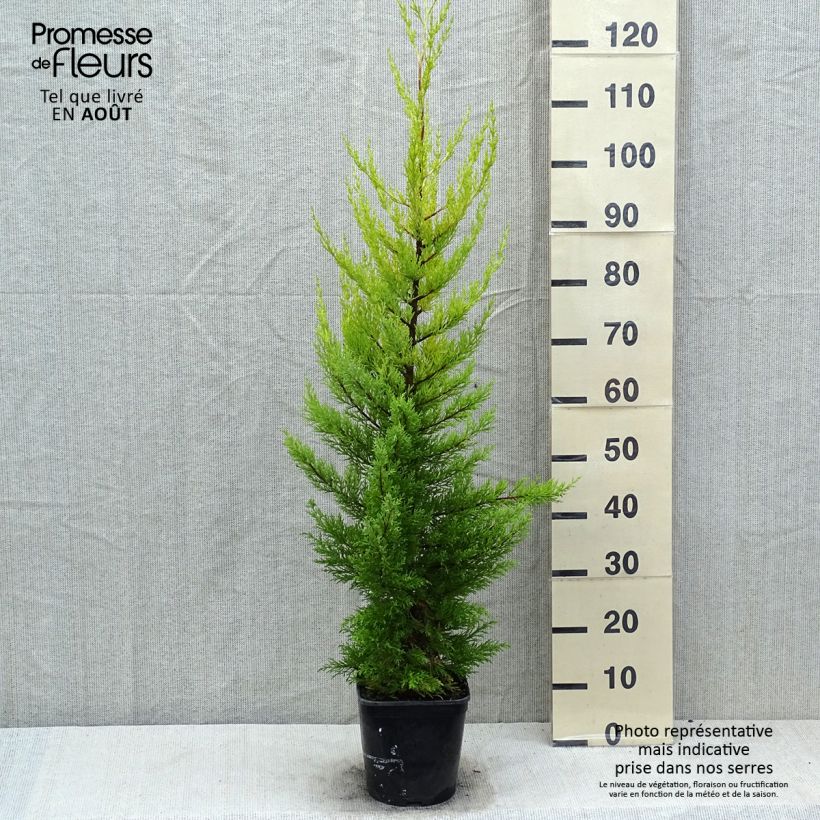 Amostra de Cupressus macrocarpa Goldcrest Vaso de 4 L/5 L tal como entregue no verão