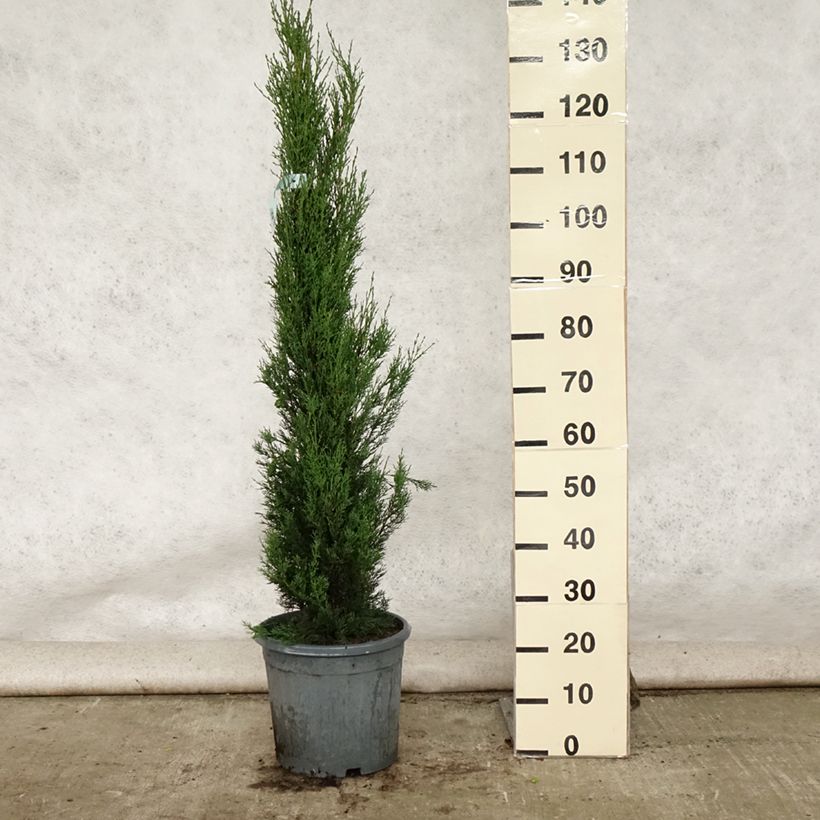 Amostra de Cupressus sempervirens var. stricta Vaso de 7,5 L/10 L tal como entregue no verão