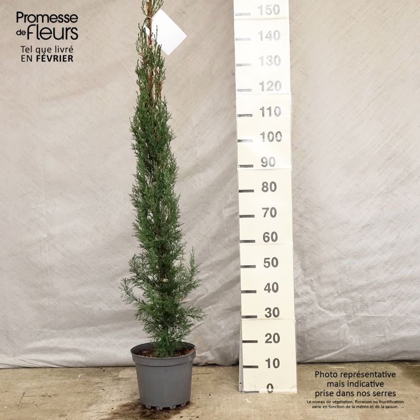 Amostra de Cupressus sempervirens Stricta - Cyprès d'Italie Vaso de 7,5 L/10 L tal como entregue no inverno