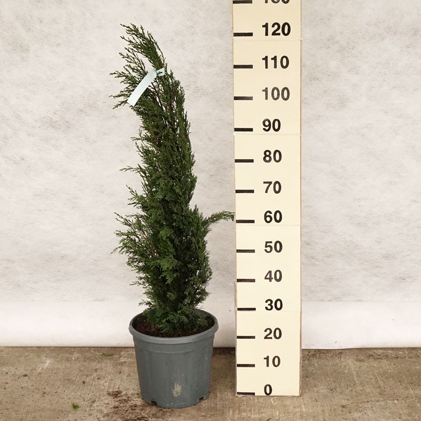 Amostra de Cupressus sempervirens var. stricta Vaso de 7,5 L/10 L tal como entregue na primavera