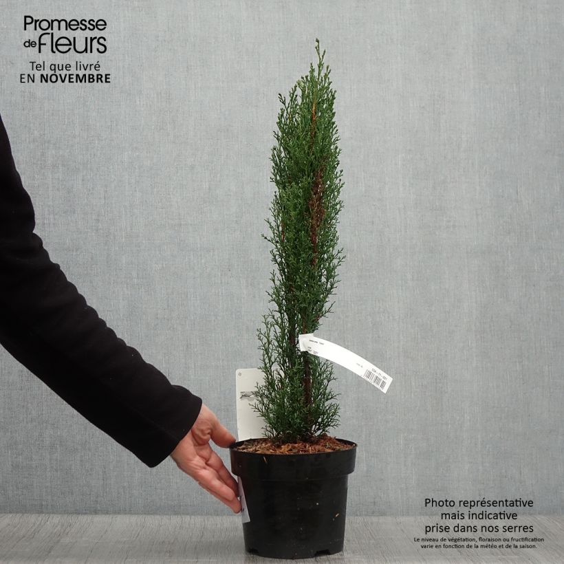 Amostra de Cupressus sempervirens var. stricta Totem Vaso de 2 L/3 L tal como entregue no outono