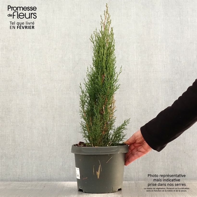 Amostra de Cupressus sempervirens Totem - Cyprès de Florence Vaso de 4 L/5 L tal como entregue no inverno