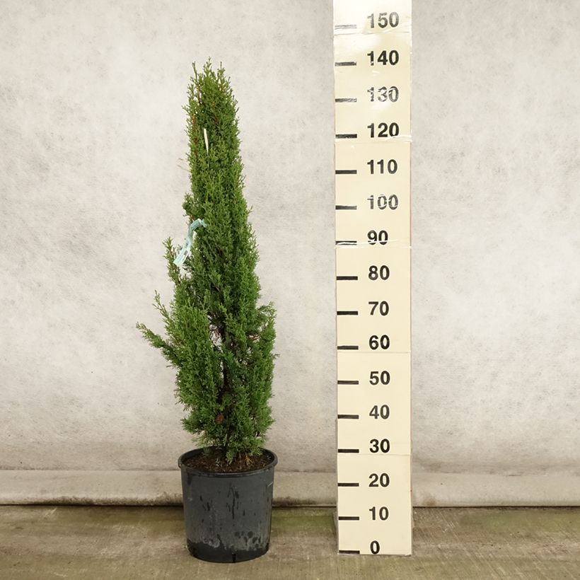 Amostra de Cupressus sempervirens var. stricta Totem Vaso de 7,5 L/10 L tal como entregue no verão