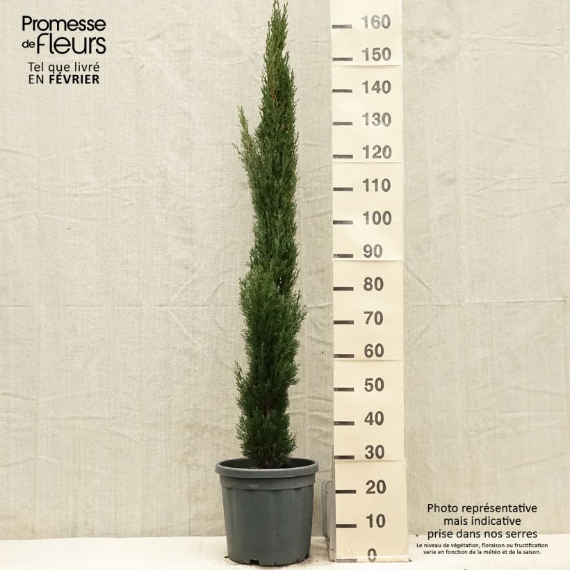 Amostra de Cupressus sempervirens Totem - Cyprès de Florence Vaso de 7,5 L/10 L tal como entregue no inverno