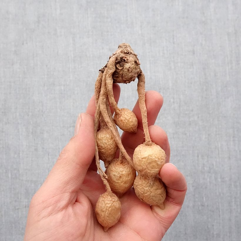 Amostra de Curcuma alismatifolia Pink - Tulipe du Siam Bulbe Kaliber/Größe I tal como entregue na primavera