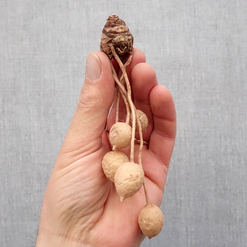 Amostra de Curcuma alismatifolia White - Tulipe du Siam Bulbo size I tal como entregue na primavera