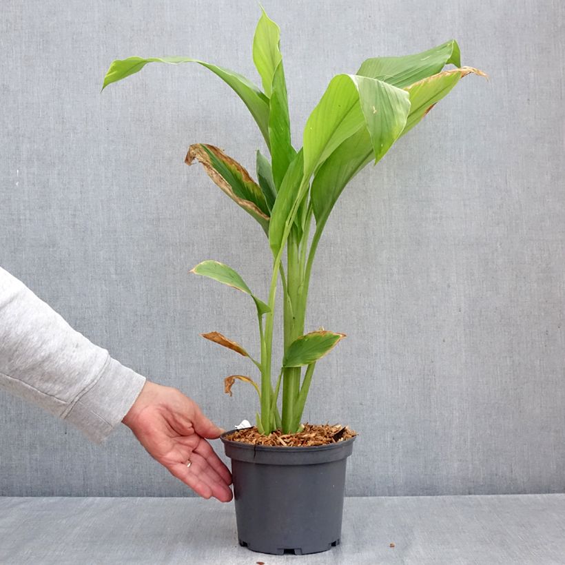 Amostra de Curcuma longa Vaso de 2 L/3 L tal como entregue no outono