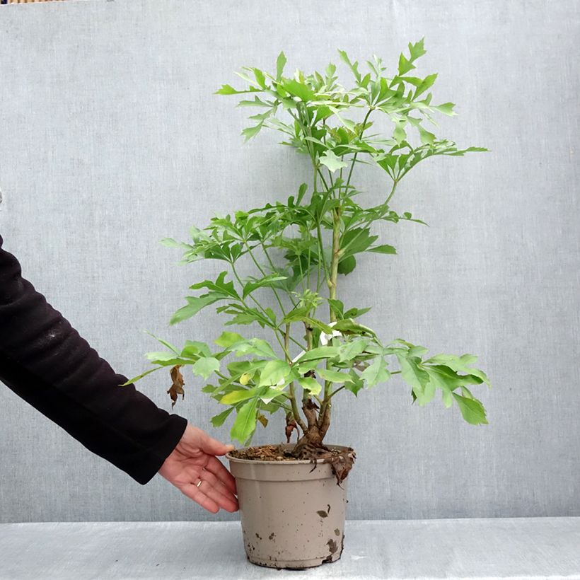 Amostra de Cussonia spicata Vaso de 4 L/5 L tal como entregue no outono