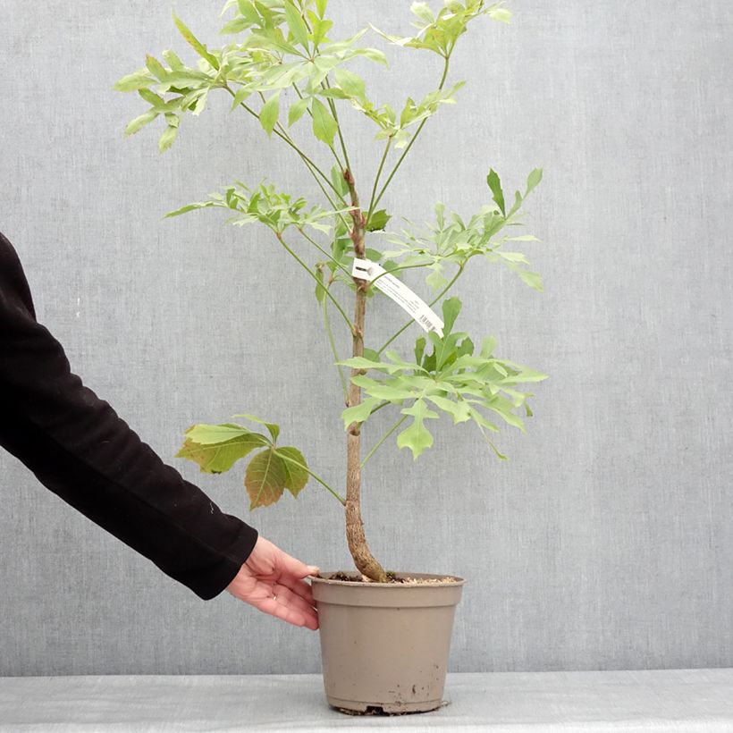 Amostra de Cussonia spicata - Cussonia en épis Vaso de 4 L/5 L tal como entregue no inverno