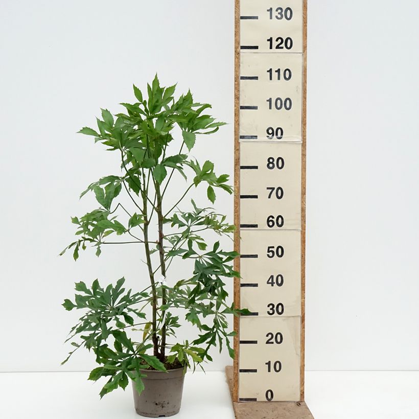 Amostra de Cussonia spicata Vaso de 4 L/5 L tal como entregue na primavera