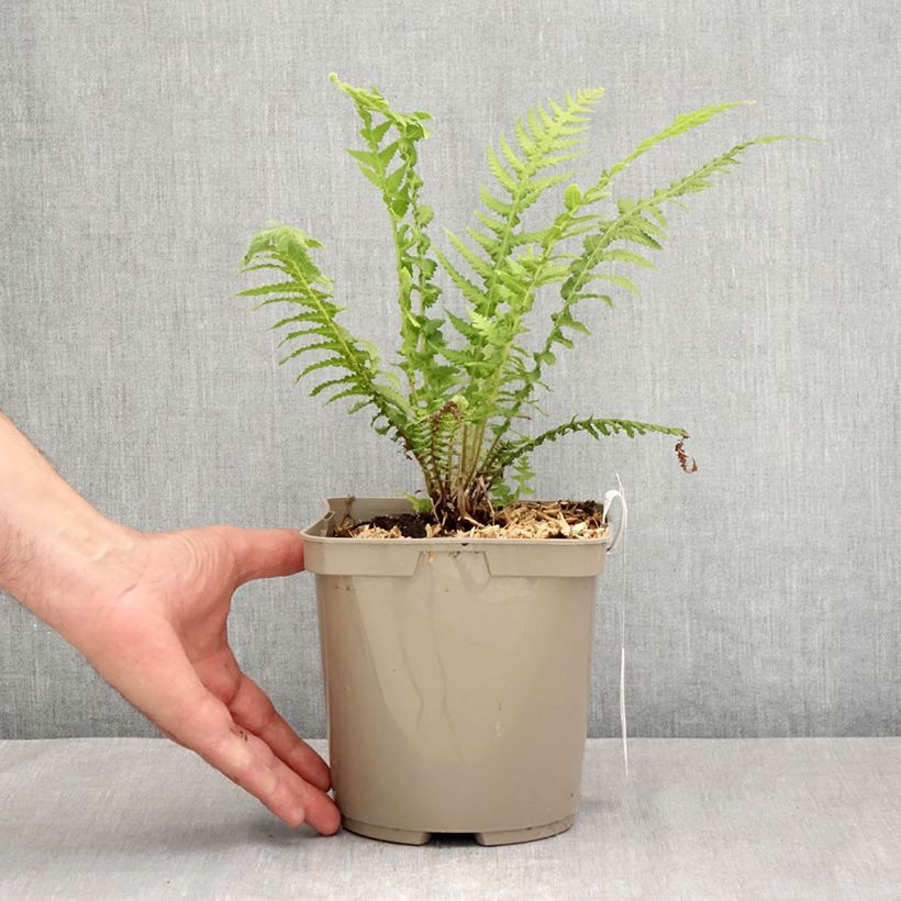 Amostra de Cyathea cooperi Vaso de 2 L/3 L tal como entregue no verão