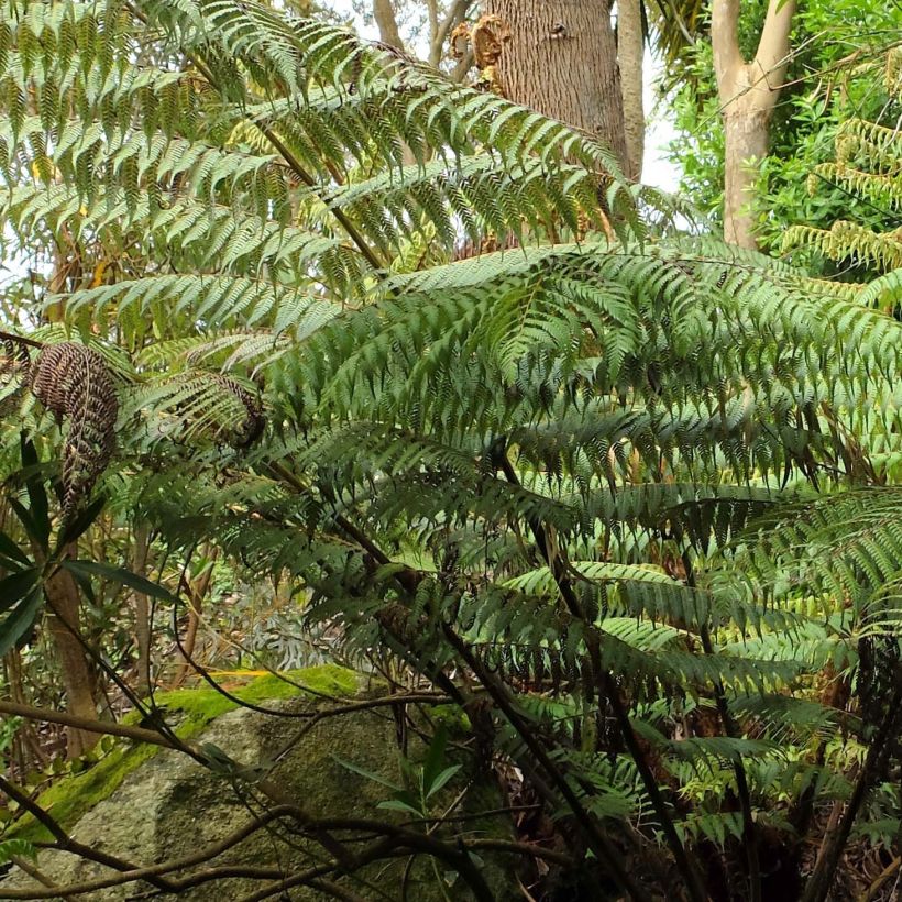 Cyathea dealbata (Folhagem)