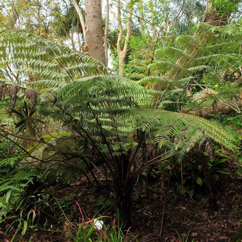 Cyathea dealbata (Hábito)