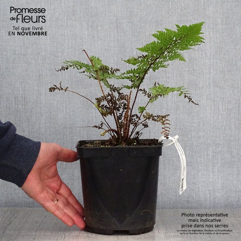 Amostra de Cyathea dealbata Vaso de 2 L/3 L tal como entregue no outono