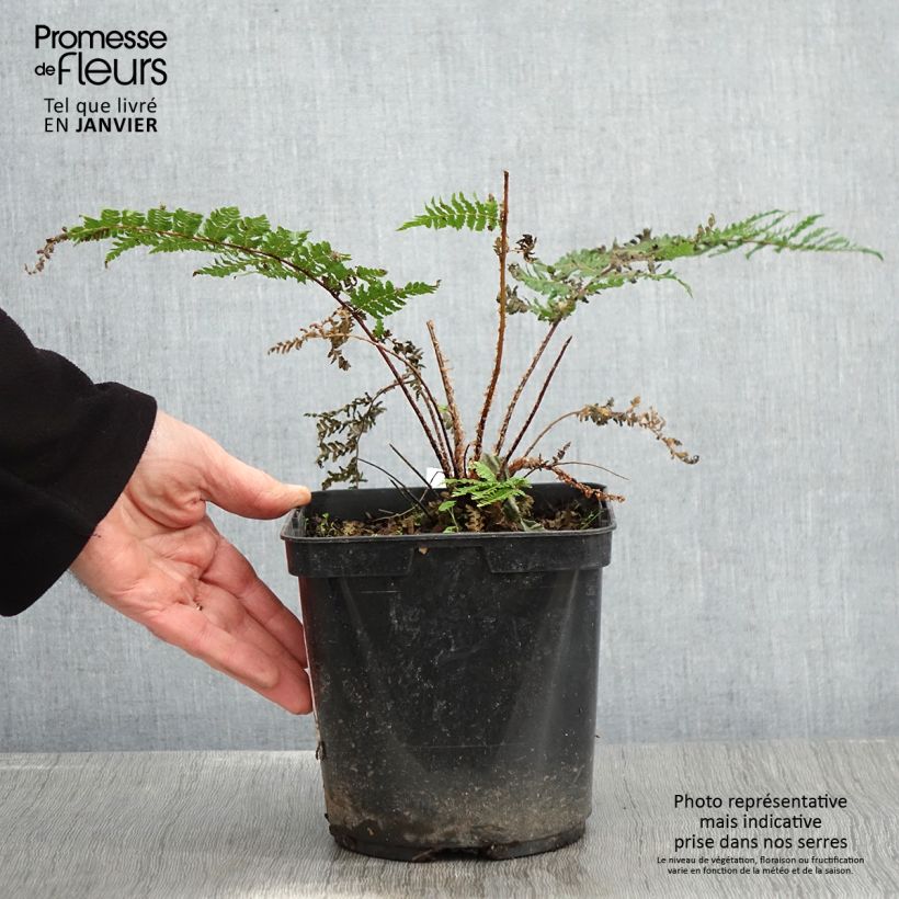 Amostra de Cyathea dealbata - Fougère arborescente Vaso de 2 L/3 L tal como entregue no inverno