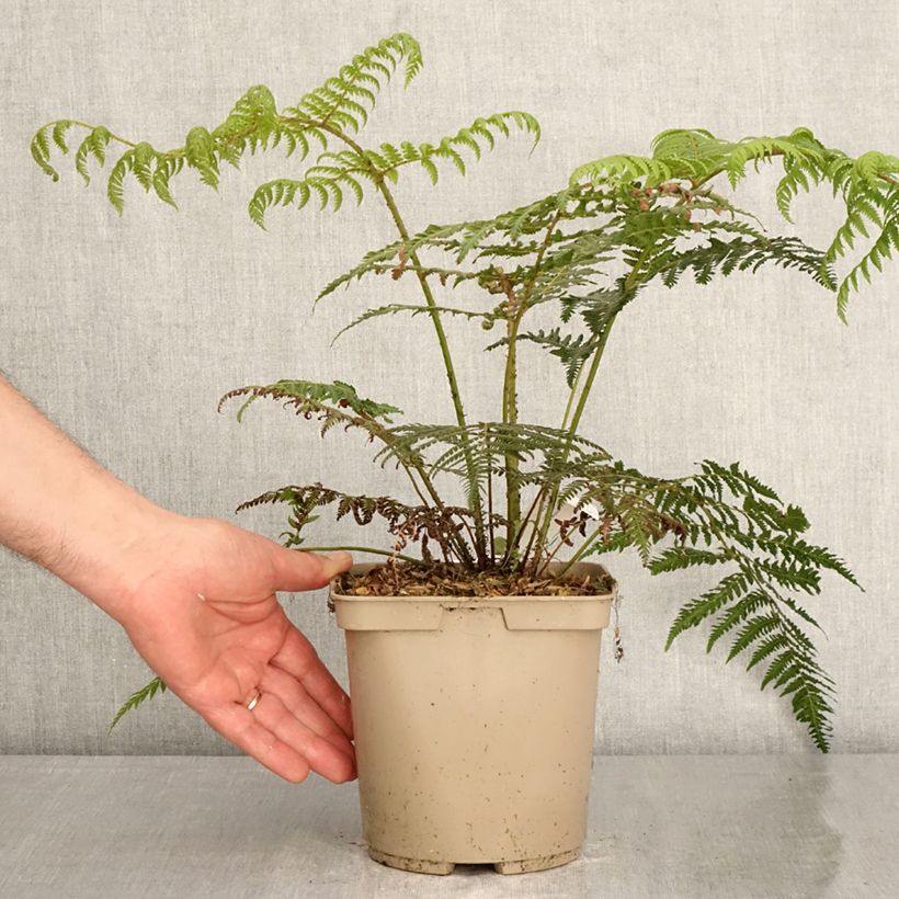 Amostra de Cyathea dealbata Vaso de 2 L/3 L tal como entregue na primavera
