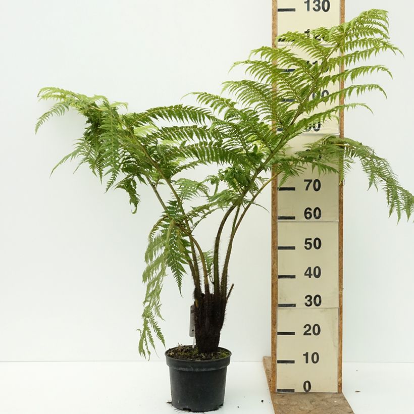 Amostra de Cyathea lunulata Vaso de 4 L/5 L tal como entregue no verão