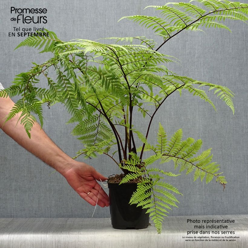 Amostra de Cyathea medullaris Vaso de 2 L/3 L tal como entregue no outono