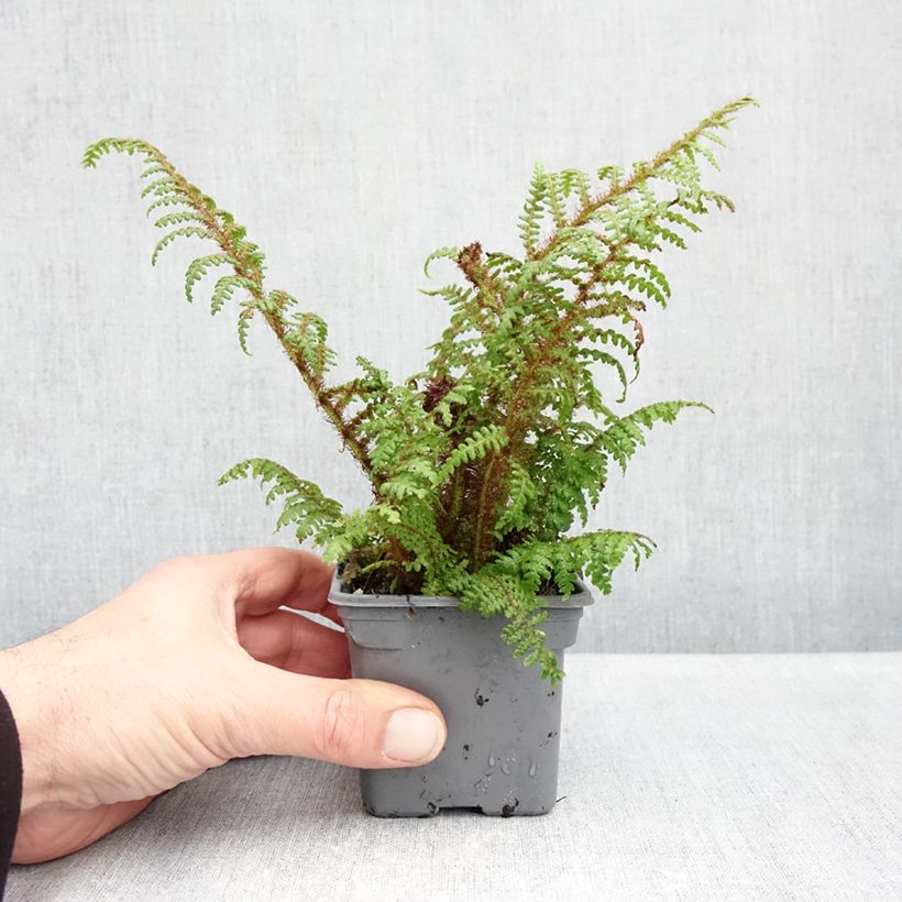 Amostra de Cyathea tomentosissima Vaso de 8/9 cm tal como entregue no outono