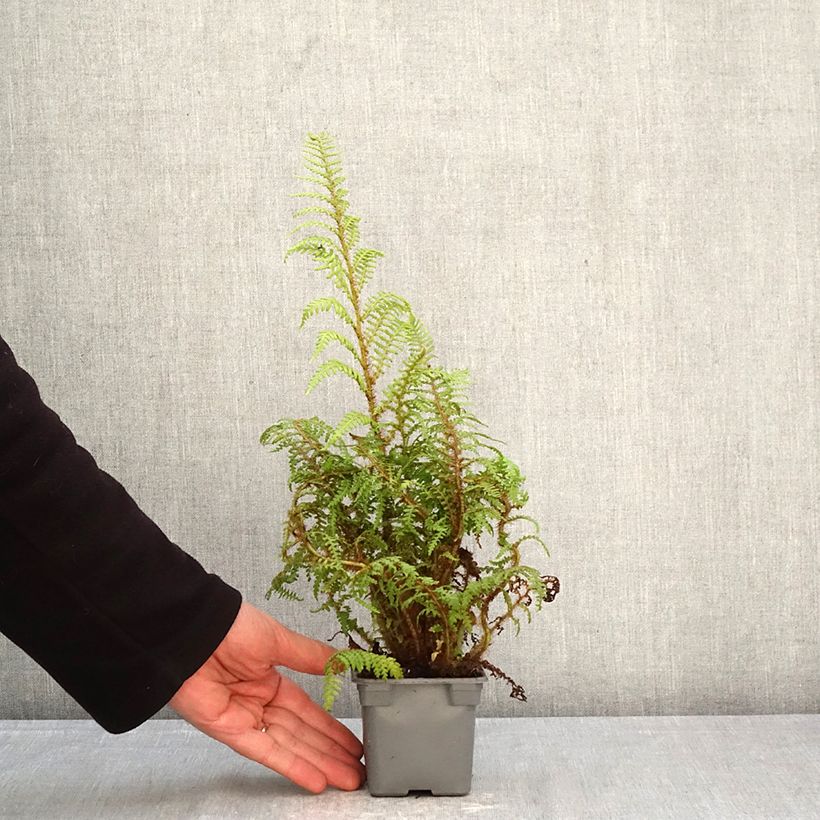 Amostra de Cyathea tomentosissima Vaso de 8/9 cm tal como entregue na primavera