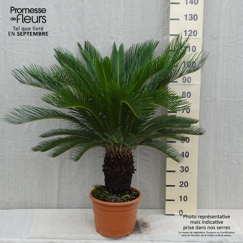 Amostra de Cycas revoluta Vaso de 7,5 L/10 L tal como entregue no outono
