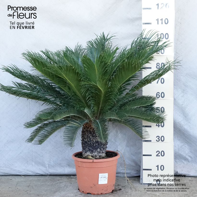 Amostra de Cycas revoluta Vaso de 7,5 L/10 L tal como entregue no inverno