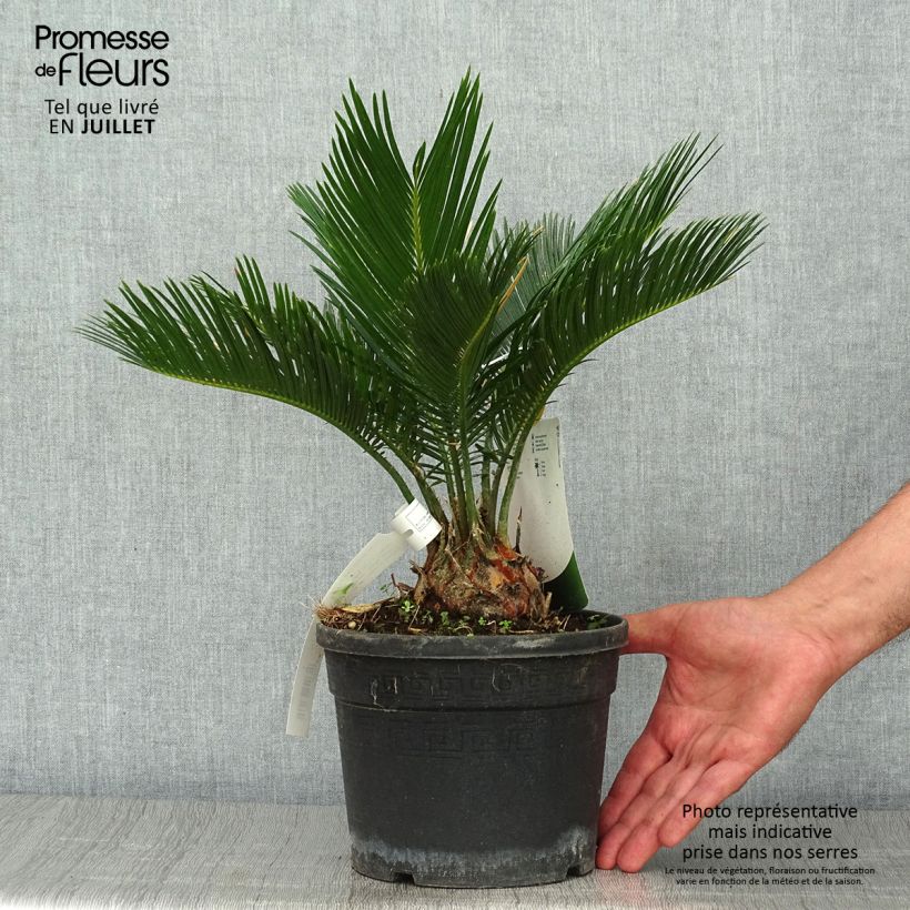 Amostra de Cycas revoluta Vaso de 2 L/3 L tal como entregue no verão