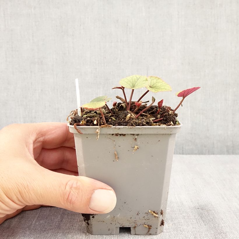 Amostra de Cyclamen coum blanc feuillage vert Godet de 8/9 cm tal como entregue no verão