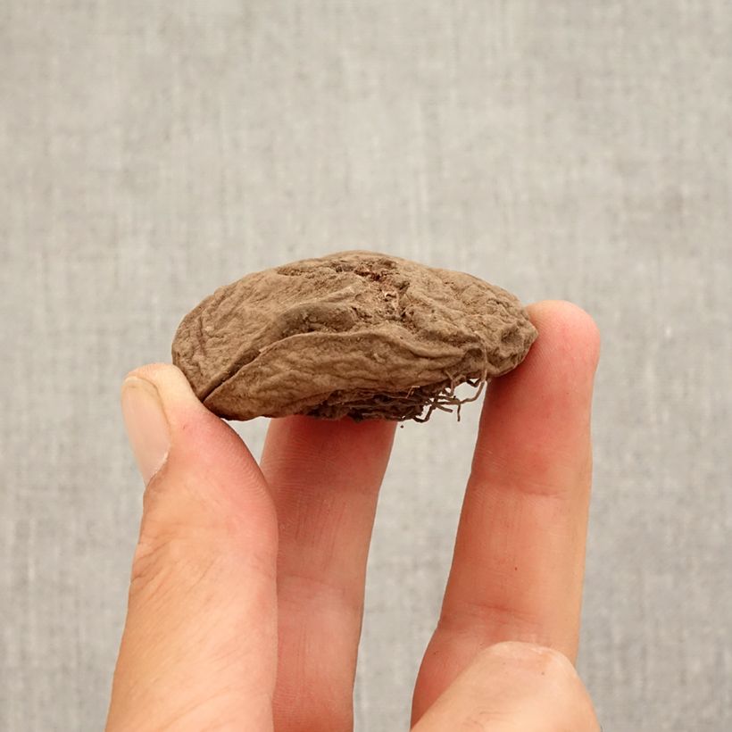 Amostra de Cyclamen coum rose Bulbe Kaliber/Größe 15+ tal como entregue no outono