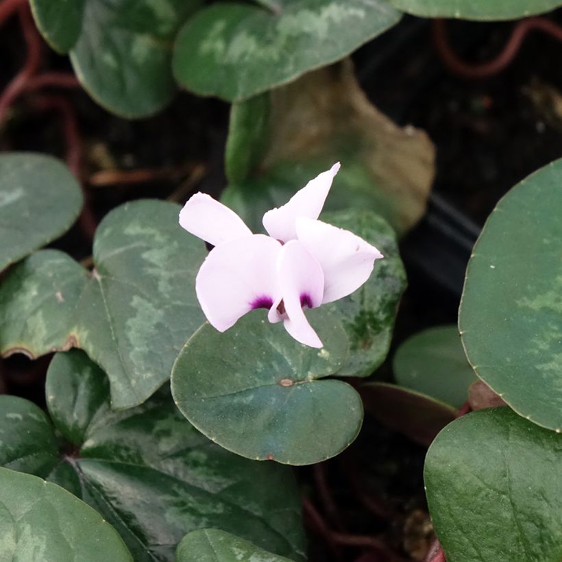 Cyclamen coum Rosa em vaso pequeno (Floração)