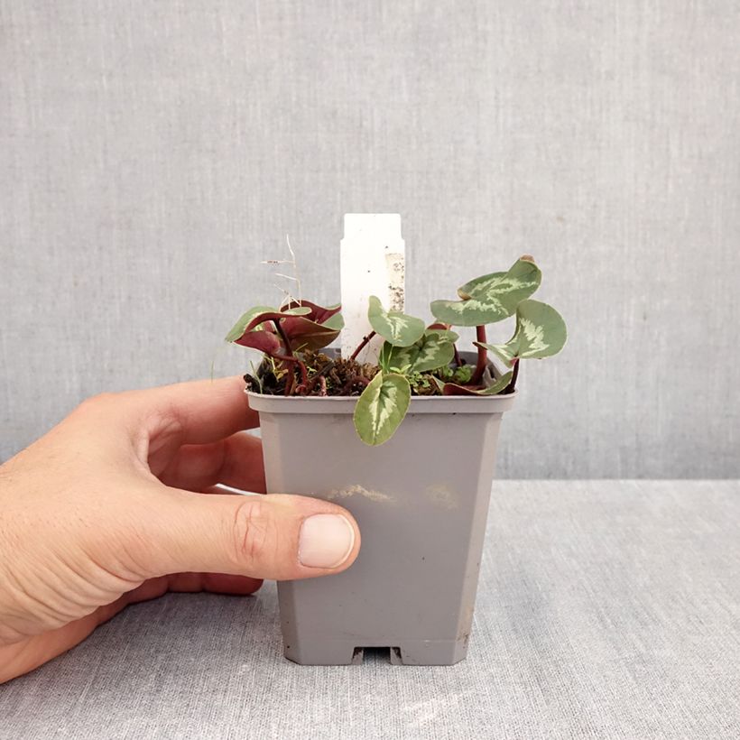 Amostra de Cyclamen coum rosa folhagem marmoreada Vaso de 8/9 cm tal como entregue no outono