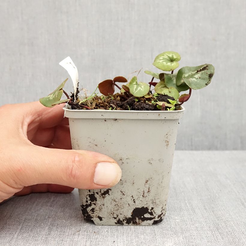Amostra de Cyclamen coum rosa folhagem marmoreada Vaso de 8/9 cm tal como entregue no verão