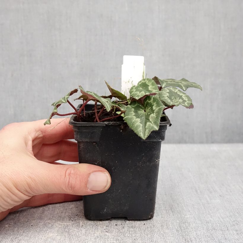 Amostra de Cyclamen coum rose feuillage marbré Vaso de 8/9 cm tal como entregue no inverno