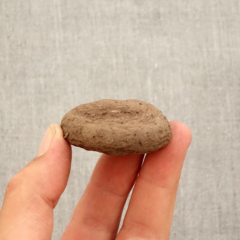 Amostra de Cyclamen hederifolium Album Bulbo Calibre 10/12 tal como entregue no outono