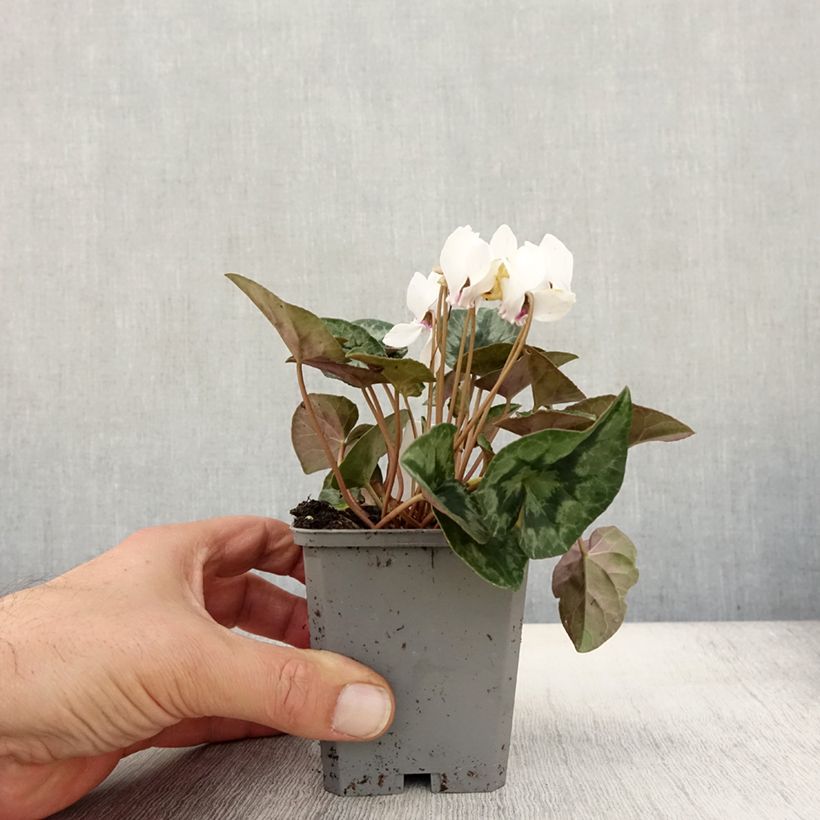 Amostra de Cyclamen hederifolium Album Vaso de 7/8 cm tal como entregue no outono