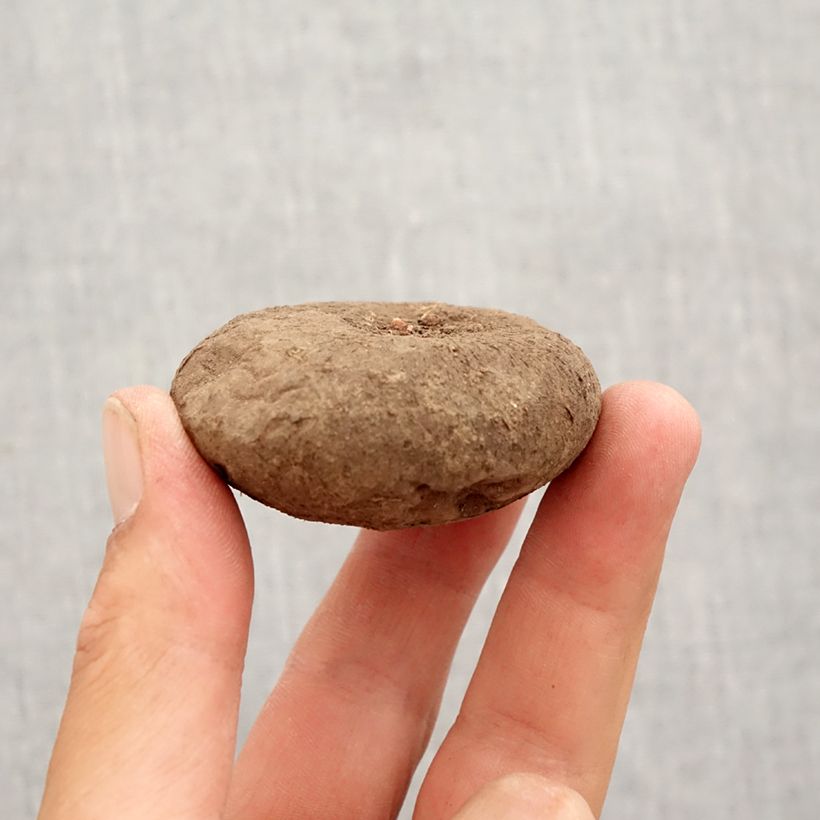 Amostra de Cyclamen hederifolium Bulbo Calibre 15+ tal como entregue no outono