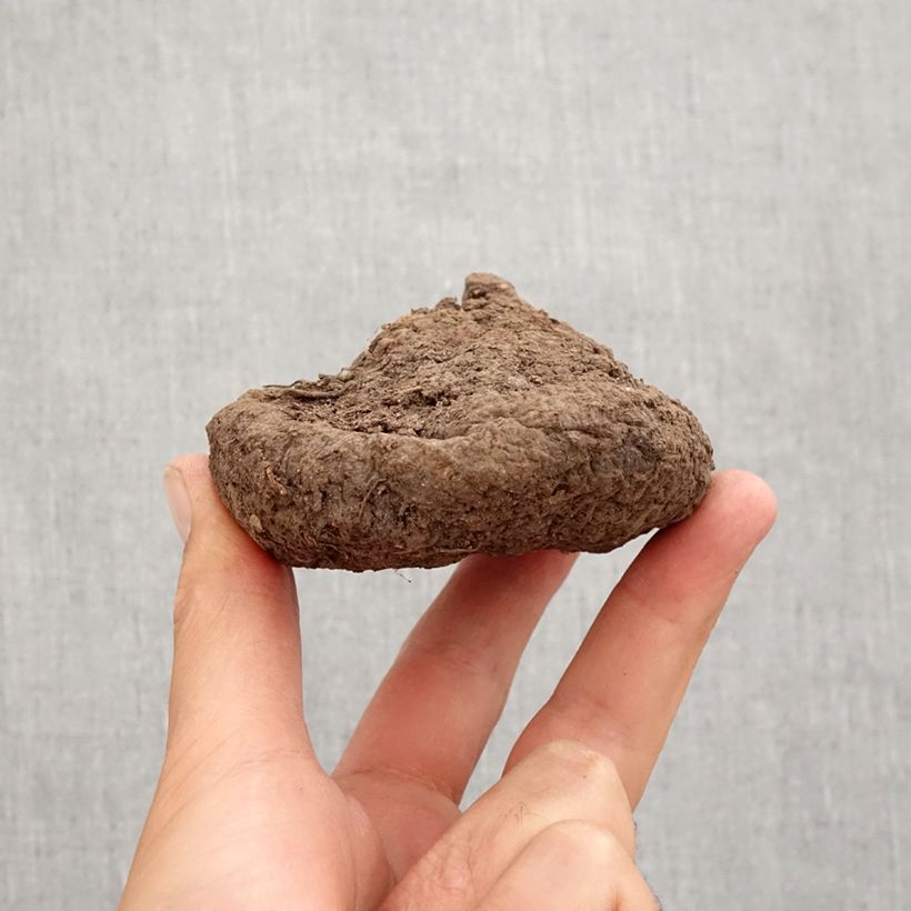 Amostra de Cyclamen hederifolium Bulbo Calibre 25/30 tal como entregue no outono