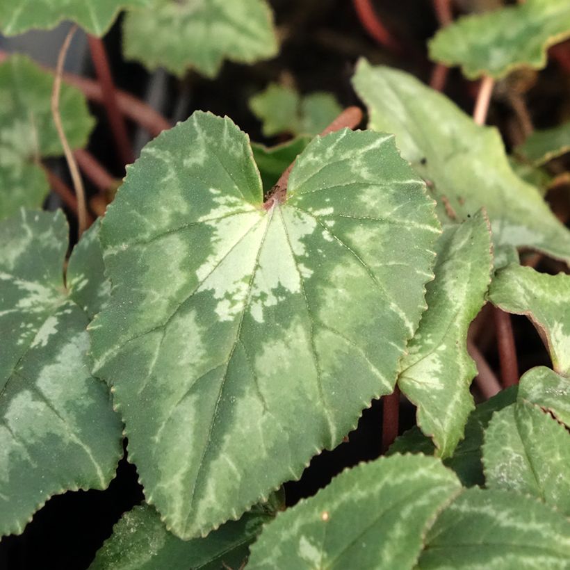 Cyclamen hederifolium (Folhagem)
