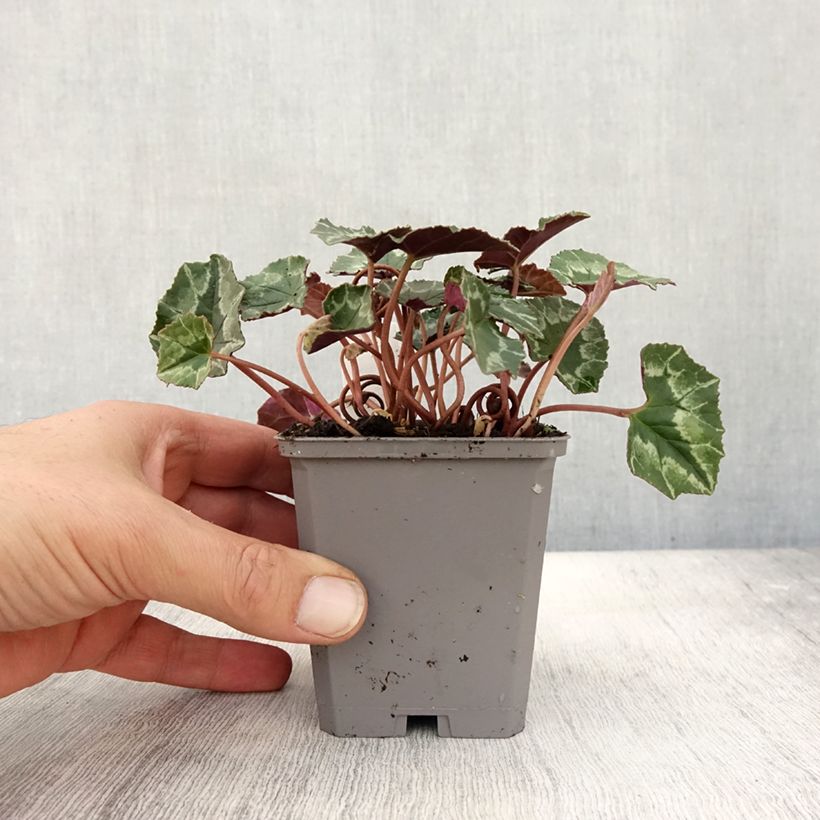 Amostra de Cyclamen hederifolium Vaso de 7/8 cm tal como entregue no outono