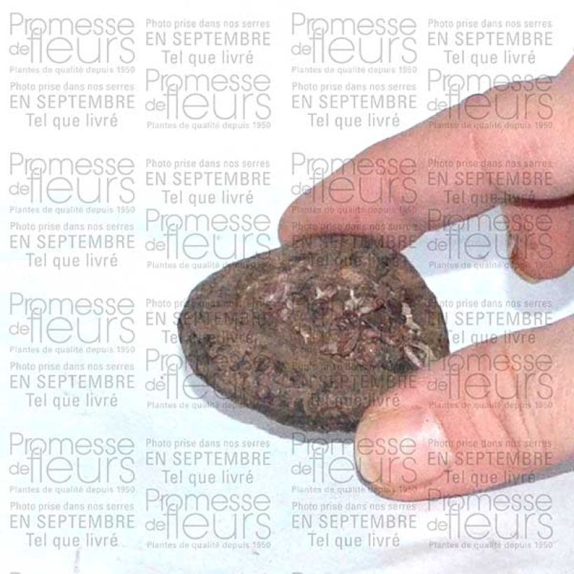 Exemplo de amostra de Cyclamen de Perse Bulbo size I tal como entregue