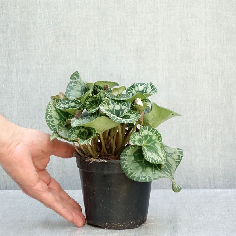 Amostra de Cyclamen persicum Branco Vaso de 1,5 L/2 L tal como entregue no outono